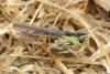 Omocestus petraeus